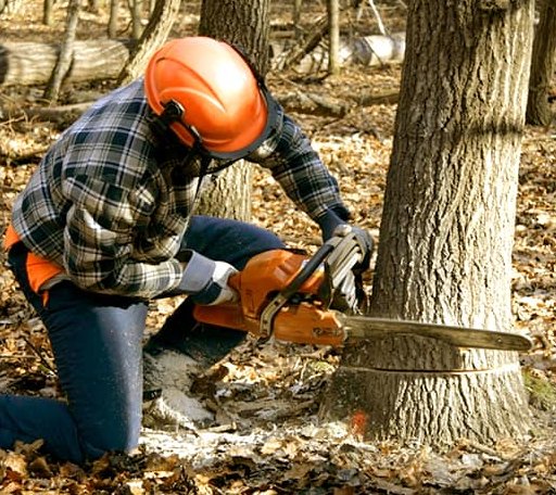 Tree Removal in Leland, IA